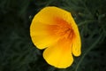 Californian golden poppy closeup