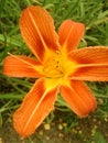 Bright yellow orange flower of a garden daylily on a background of green grass Royalty Free Stock Photo