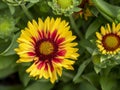 Bright Gaillardia blanket flower bloom in a garden Royalty Free Stock Photo