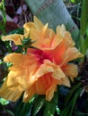 Bright yellow orange gumamela flower