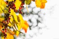 Bright yellow-orange leaves and dark red berries ripe grape brush with bokeh effect Royalty Free Stock Photo