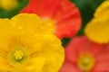 Mixed colors, corn poppy flowers in focus