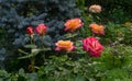 Bright yellow orange roses with red edge against the background of blue firs. Roses Variety Club Royalty Free Stock Photo