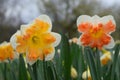 Bright yellow and orange special daffodils Royalty Free Stock Photo