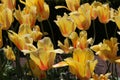 Bright yellow and orange striped tulips Royalty Free Stock Photo