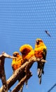Sun conure parakeet Aratinga solstitialis Royalty Free Stock Photo
