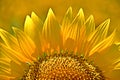 Summer background with bright yellow sunflower