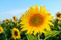 Bright yellow, orange sunflower flower on sunflower field. Royalty Free Stock Photo