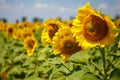 Bright yellow, orange sunflower flower on field. Royalty Free Stock Photo