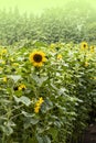 Bright yellow, orange sunflower flower on sunflower field. Beautiful rural landscape of sunflower field in sunny summer day Royalty Free Stock Photo