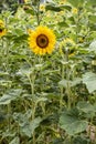 Bright yellow, orange sunflower flower on sunflower field. Beautiful rural landscape of sunflower field in sunny summer day Royalty Free Stock Photo