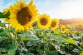 Bright yellow, orange sunflower flower on sunflower field. Beautiful rural landscape of sunflower field in sunny summer Royalty Free Stock Photo