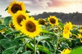 Bright yellow, orange sunflower flower on sunflower field. Beautiful rural landscape of sunflower field in sunny summer Royalty Free Stock Photo