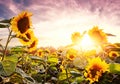 Bright yellow, orange sunflower flower on sunflower field. Beautiful rural landscape of sunflower field in sunny summer Royalty Free Stock Photo