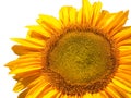 Bright yellow and orange common sunflower, isolated on white Royalty Free Stock Photo