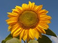 Bright yellow and orange sunflower or Helianthus annuus Royalty Free Stock Photo