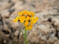 Bright Yellow-Orange Wallflower Blossom