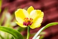 Bright yellow orchid flower in the garden Royalty Free Stock Photo