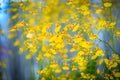 Bright yellow orchid of Oncidium goldiana flower, also known as Royalty Free Stock Photo