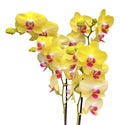 Wonderful bright yellow Orchids in full bloom