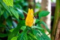 Bright yellow Pachystachys Lutea Nees Lollypops, Golden Candles, Golden Shrimp Plant, Lollipop Plant, Yellow Shrimp Plant flower Royalty Free Stock Photo