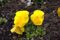 Bright yellow pansy flower