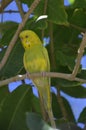 Bright Yellow Parakeet with Green on His Chest