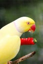 Bright yellow parrot eating red hot chili pepper