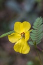 Bright Yellow Partridge Pea Wildflower - Chamaecrista fasciculate