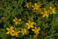 Bright yellow St. John`s wort flowers