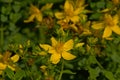 Bright yellow St. John`s wort flowers