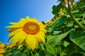 Bright yellow petals on sunflower close up with blurry field of flowers under blue sky Royalty Free Stock Photo