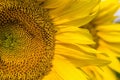 bright yellow petals on yellow sunflowers Royalty Free Stock Photo