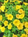 Bright yellow petunia flowers Royalty Free Stock Photo
