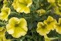 Delicate yellow petunia flowers in the garden Royalty Free Stock Photo