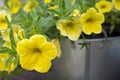 Delicate yellow petunia flowers in the garden Royalty Free Stock Photo