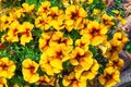 Bright yellow Petunia flowers in the garden, background. Royalty Free Stock Photo