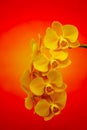 Bright yellow phalaenopsis orchids on colorful abstract background