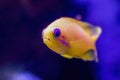 Bright Yellow and Pink Tropical Fish in Aquarium Blue Eyed Anthias