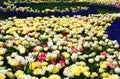 Bright yellow, pink and white tulips in Istanbul Royalty Free Stock Photo