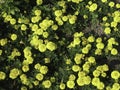 Bright yellow placers of flowers on a green meadow Royalty Free Stock Photo