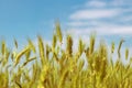 Bright yellow plants, close up rye field on the blue background, sky and white clouds