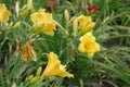 Bright yellow polymerous flowers of daylilies in June Royalty Free Stock Photo
