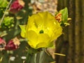Bright Yellow Prickly Pear Cactus Flower in Arizona Royalty Free Stock Photo