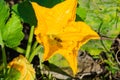 Bright yellow pumpkin flower close-up. A bee is covered with pollen on a large orange flower Royalty Free Stock Photo