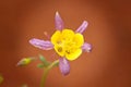 Bright yellow and purple Aquilegia flavescens on the orange background Royalty Free Stock Photo