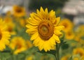 Bright Yellow Radiant Sunflower Royalty Free Stock Photo