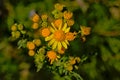 Bright yellow ragwort flowers, close-up - jacobeae vulgaris Royalty Free Stock Photo
