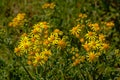 Bright yellow ragwort flowers - jacobeae vulgaris Royalty Free Stock Photo