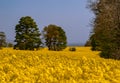 Bright yellow rapeseed field blossom in spring Royalty Free Stock Photo